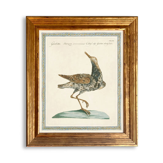 17th Century Bird Engravings