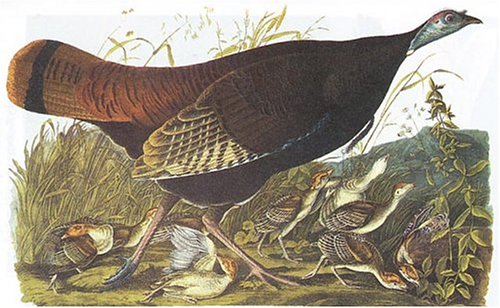 Audubon's Birds of America