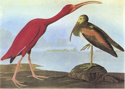 Audubon's Birds of America