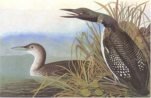 Audubon's Birds of America