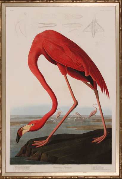 American Flamingo